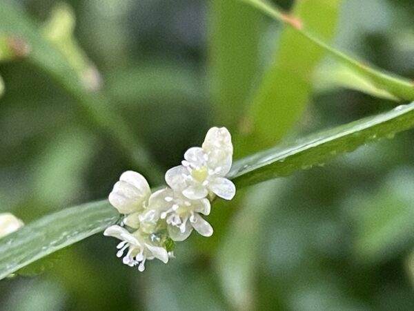 Homalocladium platycladum (Bandbusch, Ribbon Bush, Tapeworm Plant) – Bild 2