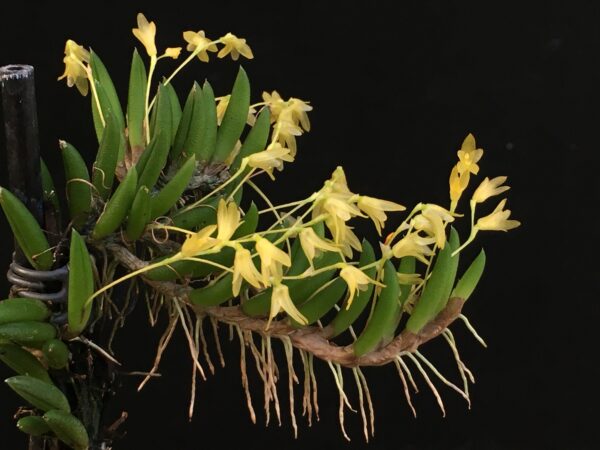 Pleurothallis leptotifolia