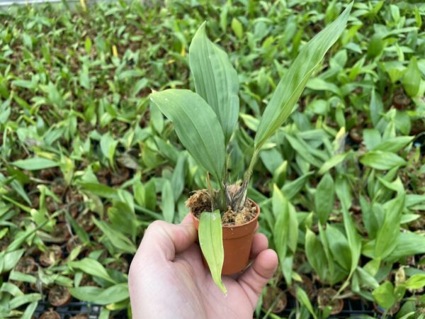 Stanhopea wardii – Bild 2