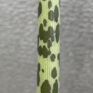 Sauromatum (Typhonium) venosum