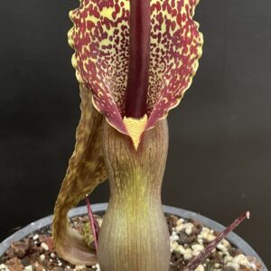 Sauromatum (Typhonium) venosum
