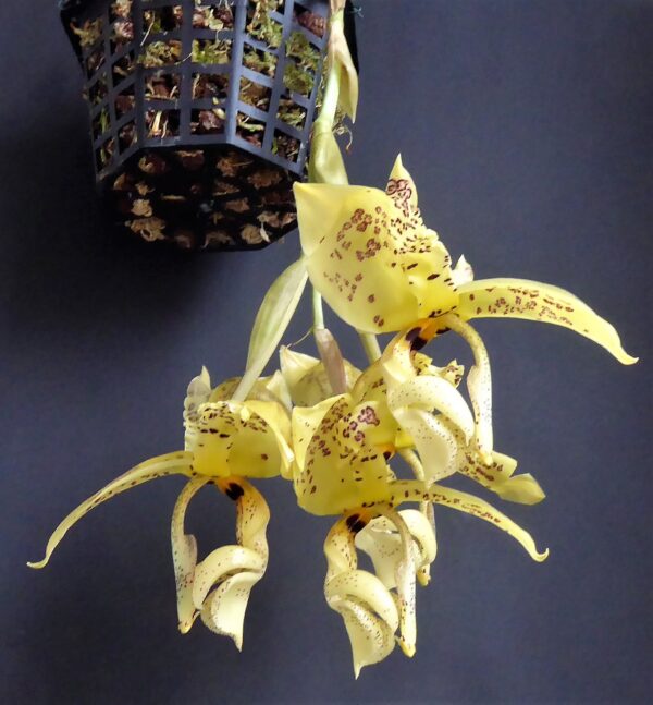 Stanhopea deltoidea – Bild 6