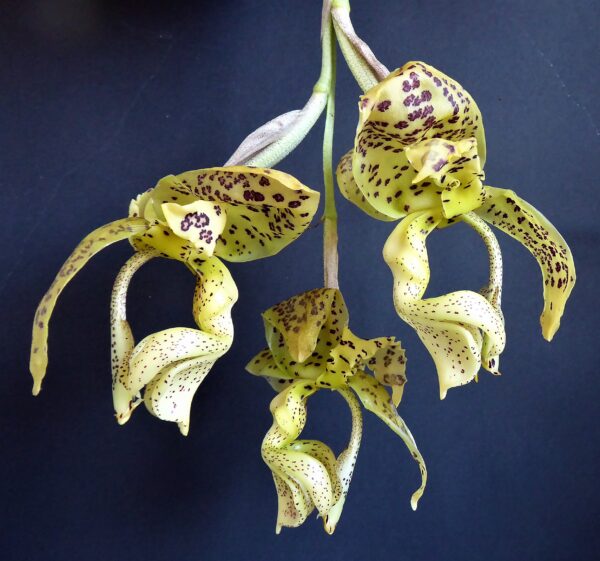 Stanhopea deltoidea