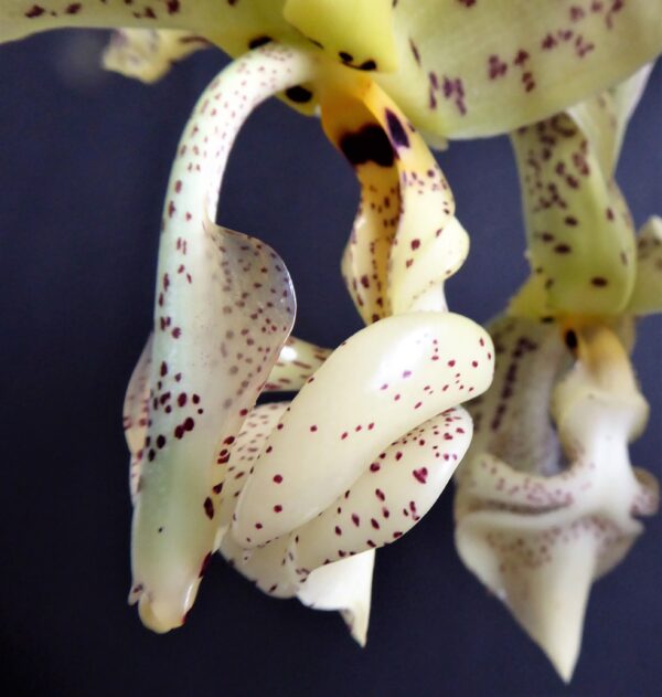 Stanhopea deltoidea – Bild 5