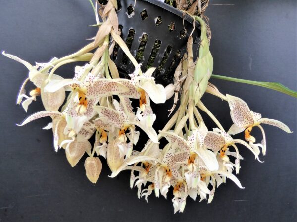 Stanhopea dodsoniana