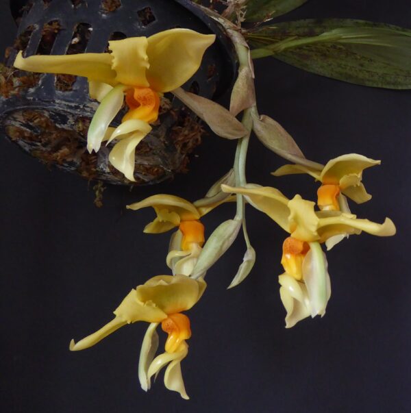 Stanhopea graveolens – Bild 3