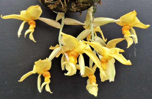 Stanhopea graveolens – Bild 5