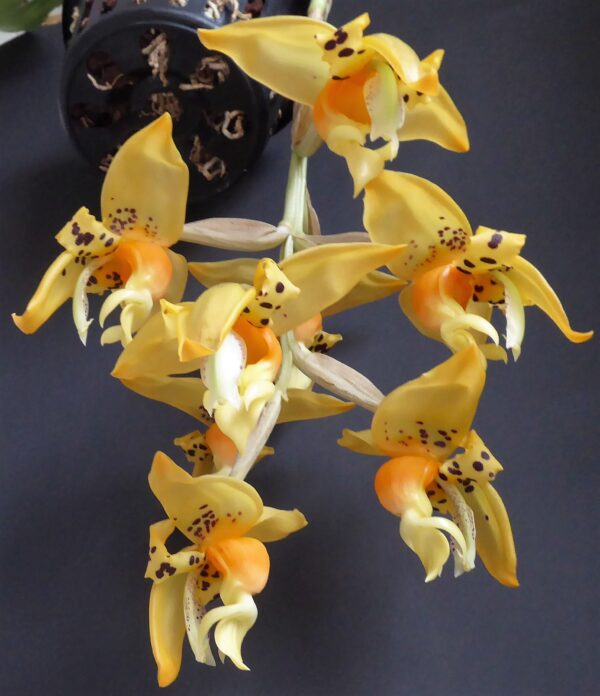 Stanhopea shuttleworthii – Bild 3