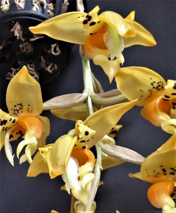 Stanhopea shuttleworthii – Bild 4