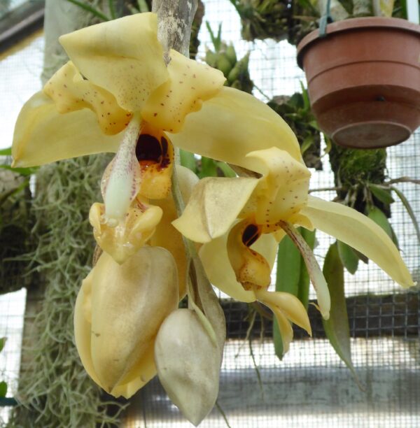 Stanhopea wardii – Bild 5