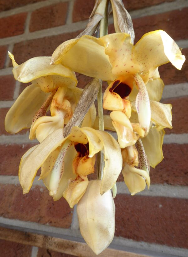 Stanhopea wardii – Bild 4