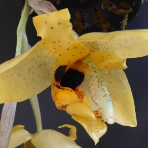Stanhopea wardii