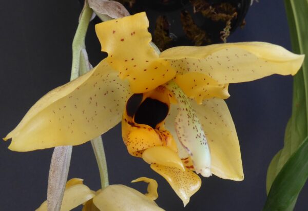 Stanhopea wardii