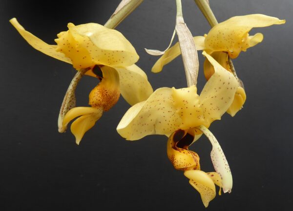 Stanhopea wardii – Bild 3