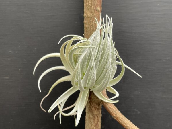 Tillandsia piauiensis (gardneri Kralle) – Bild 2