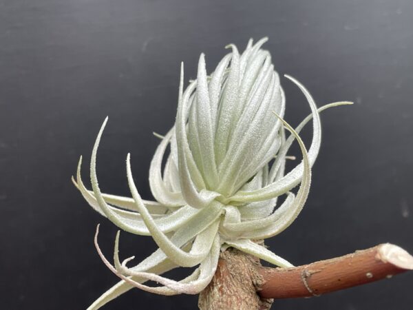 Tillandsia piauiensis (gardneri Kralle) – Bild 6