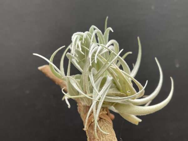 Tillandsia piauiensis (gardneri Kralle) – Bild 7