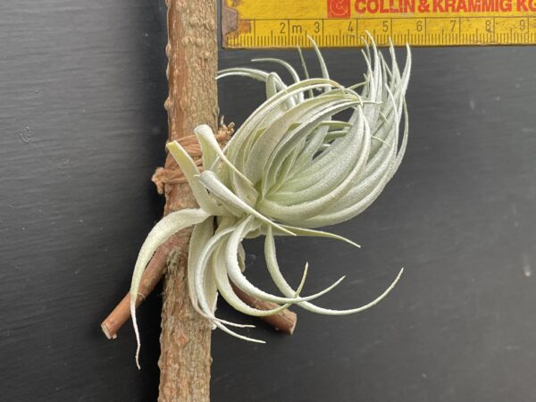 Tillandsia piauiensis (gardneri Kralle) – Bild 8