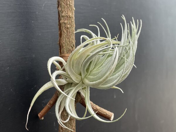 Tillandsia piauiensis (gardneri Kralle) – Bild 3