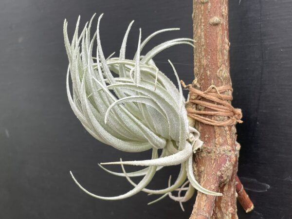 Tillandsia piauiensis (gardneri Kralle) – Bild 4