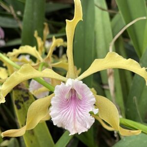 Laelia grandis