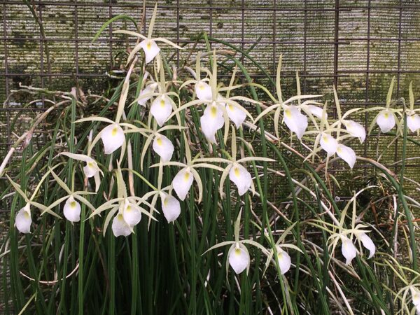 Brassavola perinnii – Bild 3