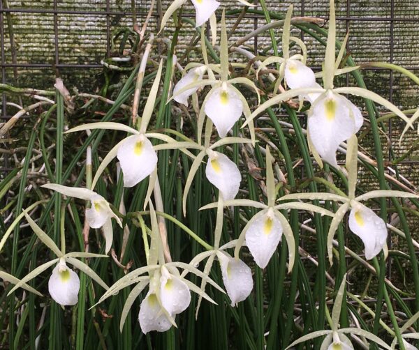Brassavola perinnii – Bild 4