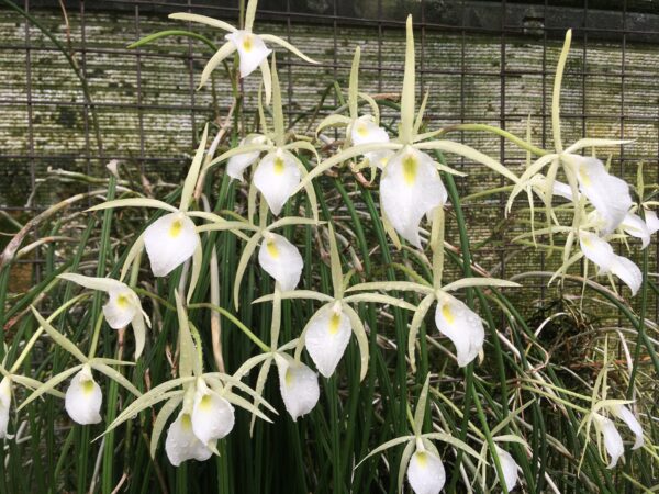 Brassavola perinnii – Bild 5