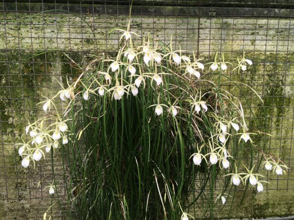 Brassavola perinnii – Bild 6