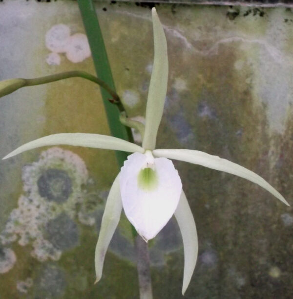 Brassavola perinnii – Bild 7