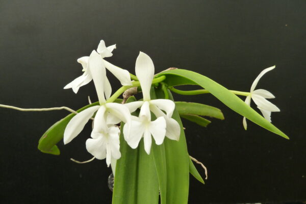 Epidendrum (Coilostylis) falcata – Bild 4