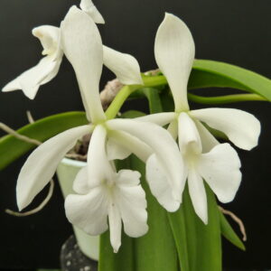 Epidendrum (Coilostylis) falcata