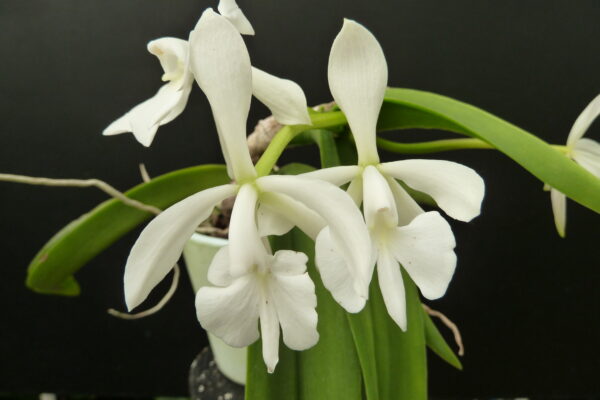 Epidendrum (Coilostylis) falcata
