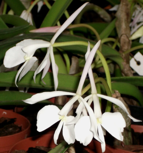 Epidendrum (Coilostylis) falcata – Bild 2