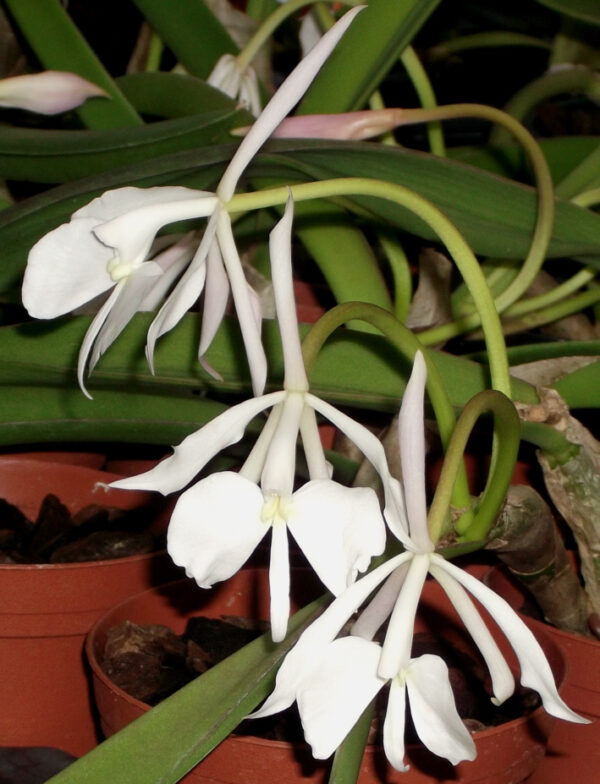 Epidendrum (Coilostylis) falcata – Bild 6