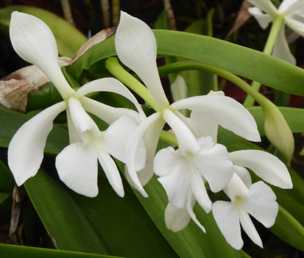 Epidendrum (Coilostylis) falcata – Bild 5