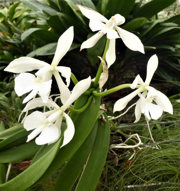 Epidendrum (Coilostylis) falcata – Bild 3