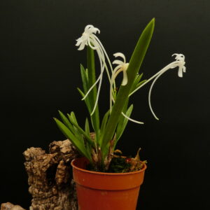 Neofinetia falcata