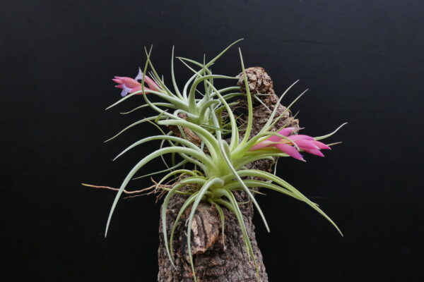 Tillandsia recurvifolia x aeranthos