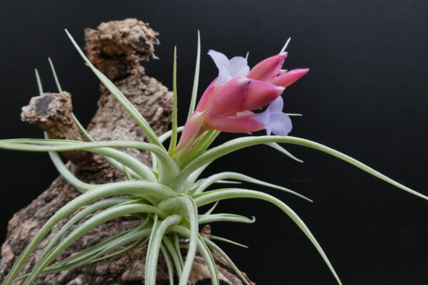 Tillandsia recurvifolia x aeranthos – Bild 4