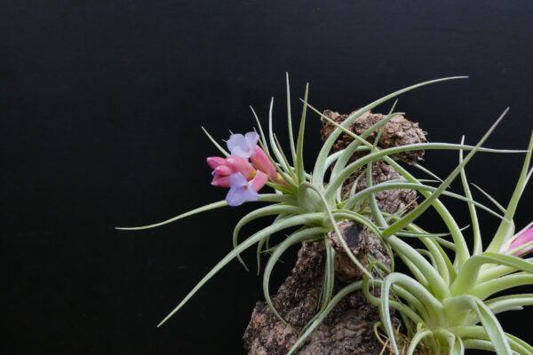 Tillandsia recurvifolia x aeranthos – Bild 3