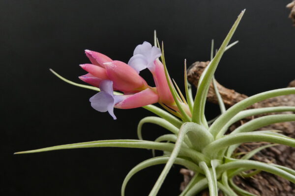 Tillandsia recurvifolia x aeranthos – Bild 2