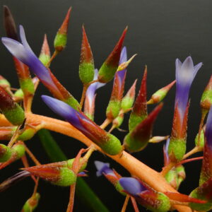 Aechmea azurea