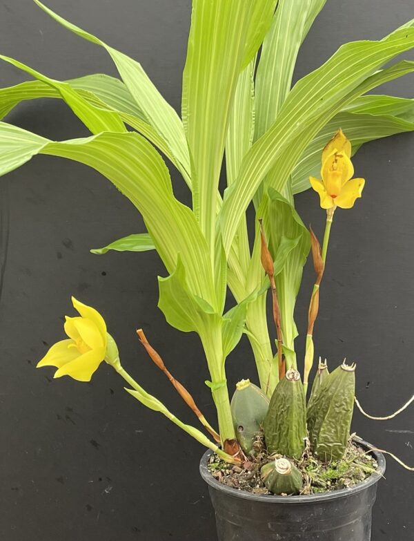 Anguloa clowesii x (Lycaste groganii(=deppei x aromatica) x aromatica) – Bild 4