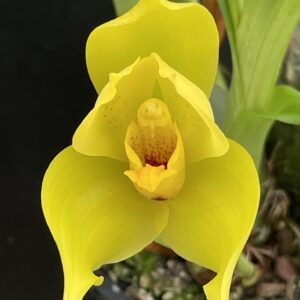 Anguloa clowesii x (Lycaste groganii(=deppei x aromatica) x aromatica)