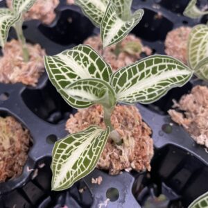 Anoectochilus siamensis