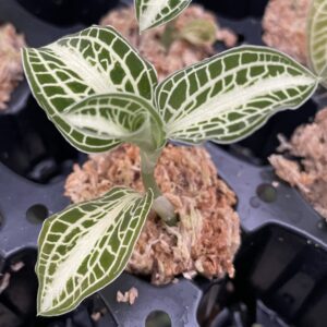 Anoectochilus siamensis