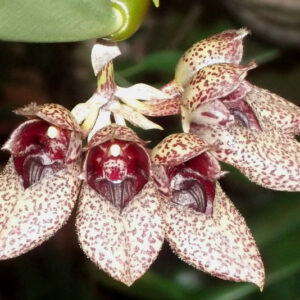 Bulbophyllum frostii