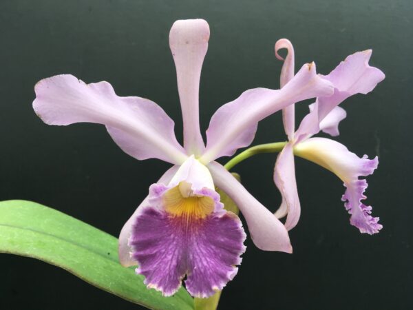 Cattleya whitei Coerulea – Bild 2