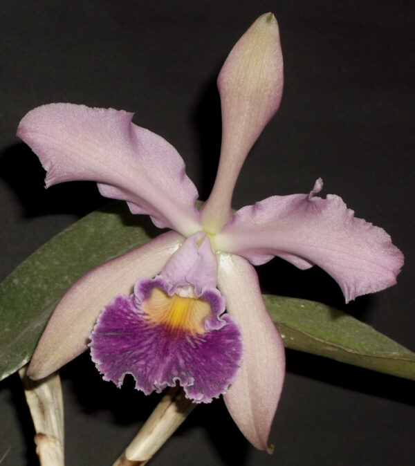 Cattleya whitei Coerulea – Bild 3